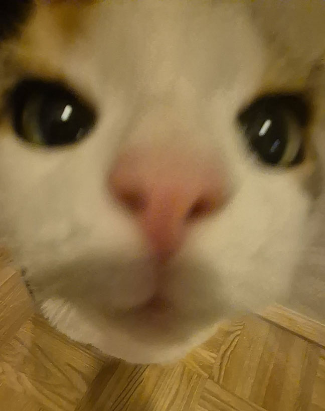 Katze - Lucky